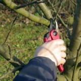 Zašto je važno pravilno orezivati ​​stabla jabuke?